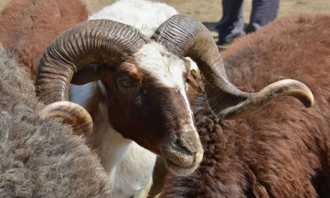 Kurban ibadetiyle ilgili doğru bilinen yanlışlar 9